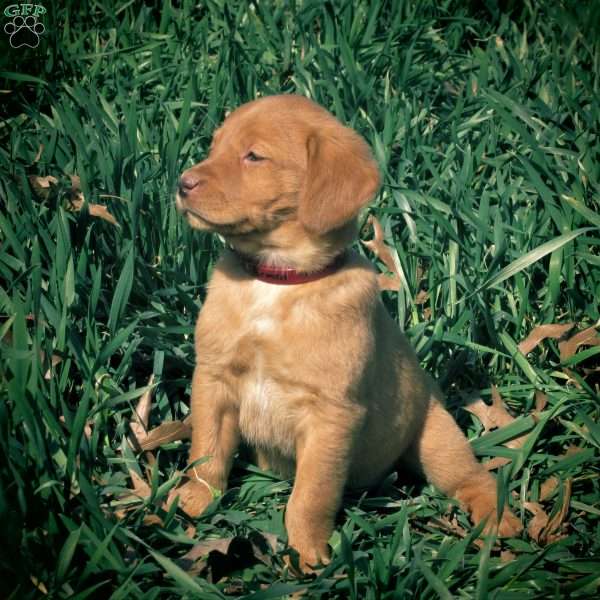 Carmen, Golden Labrador Puppy